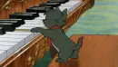 aristo cats
