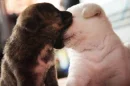 cuties