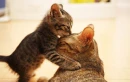 cuties