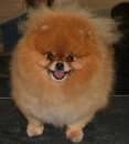 Fluffy Puppy