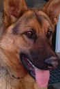 German Shepard