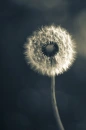dandilion