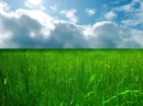 grass field