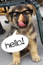 dorky dog