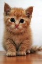 kitty