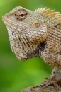lizard