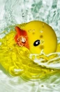 rubber ducky