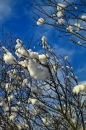 snow on a mountain