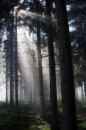 trees water