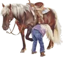 Horse Butt