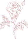 rosa