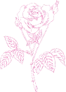 rosa