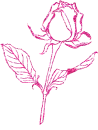 rosa