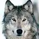 I Wanna Be A Wolf