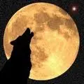 Wolves Forever