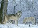Wolves
