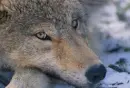 Wolves