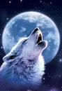 Wolves Forever