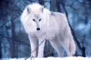 Wolves