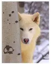 Wolves