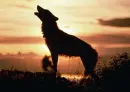 Wolves