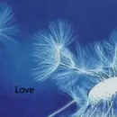 Love flower