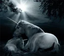 wild horses runnimg