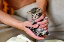Kitten
