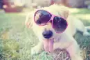 Cute dog.