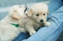 Puppies