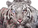 tigra