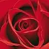 Red rose