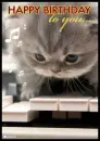 happy birthday kitty