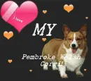 I love My Pembroke Welsh Corgi