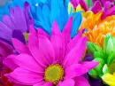 flowers background