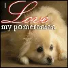 I love my pomeranian