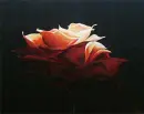 Red rose