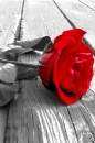 red rose