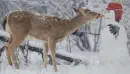 deer finds carrot