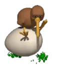 kiwi bird on egg
