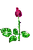 áƒ¦BLoOMiNáƒ¦RoSeáƒ¦