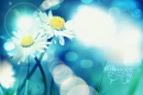 blue daisy