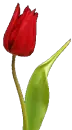 gÃ¼llÃ¢le