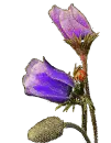 gÃ¼llÃ¢le