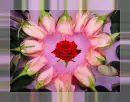 http://gullale1.blogcu.com/