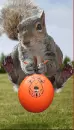 bouncing squirrel