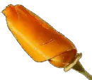 gÃ¼llÃ¢le