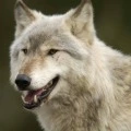 Wolfie