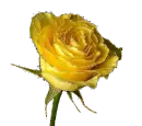 gÃ¼llÃ¢le