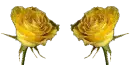 gÃ¼llÃ¢le